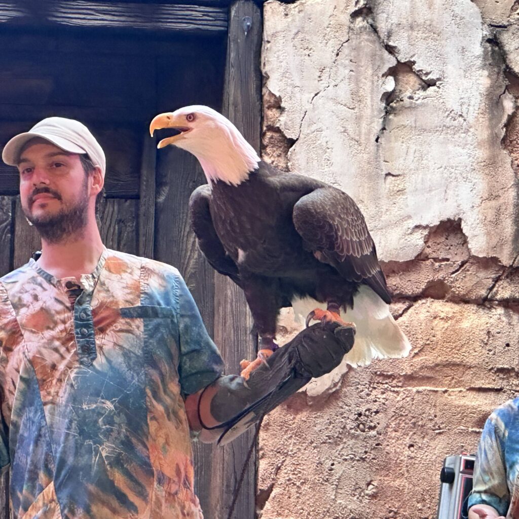 animal-kingdom-eagle